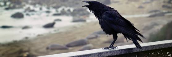 Crow