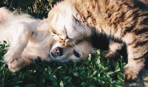A cat and dog lying on the grass

Description automatically generated