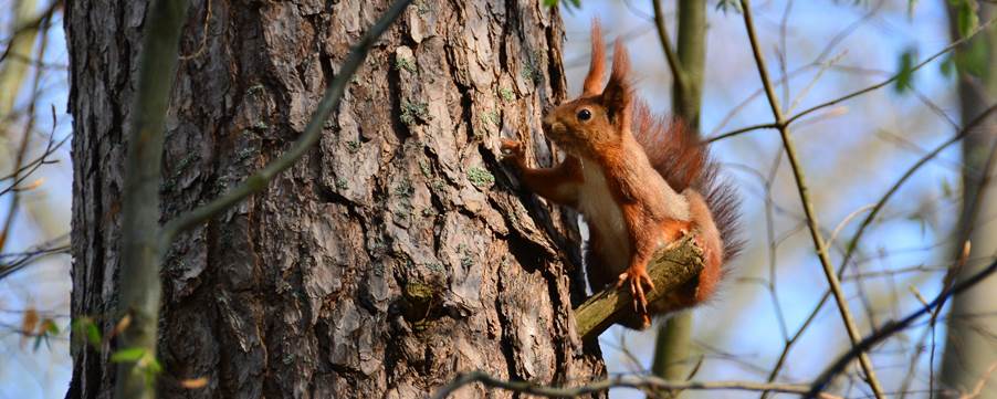 A squirrel on a tree

Description automatically generated with medium confidence