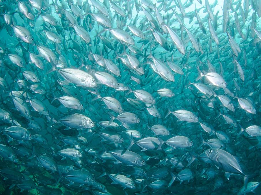 A school of fish in the ocean

AI-generated content may be incorrect.