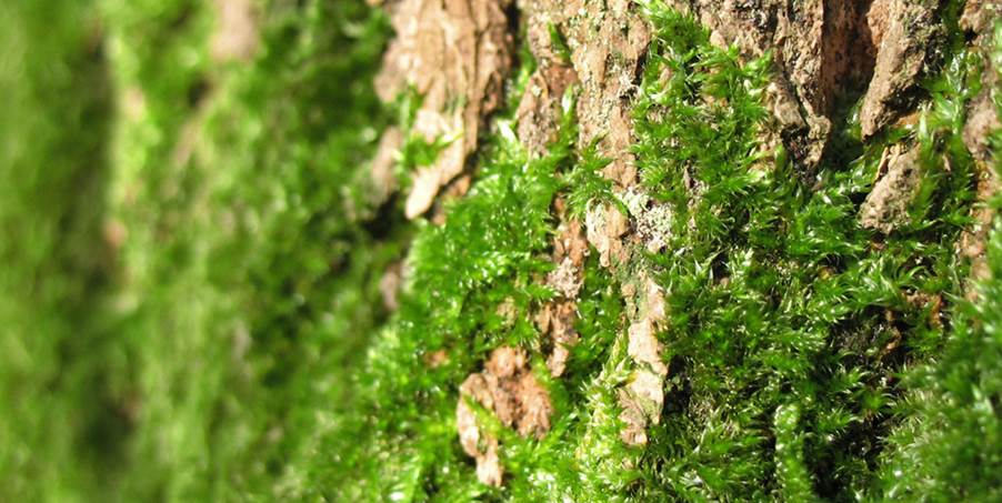 A close-up of a mossy tree bark.