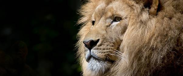 A lion looking at the camera

Description automatically generated