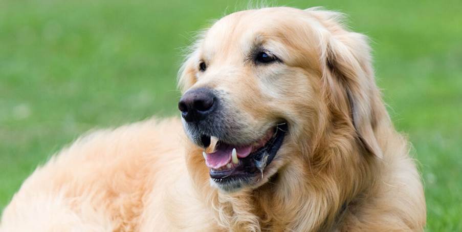 A dog lying on grass