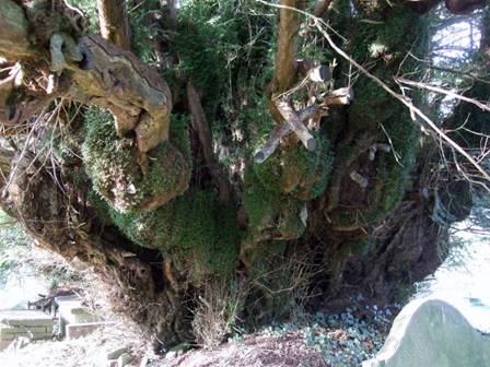 A close up of a Yew tree
Description automatically generated