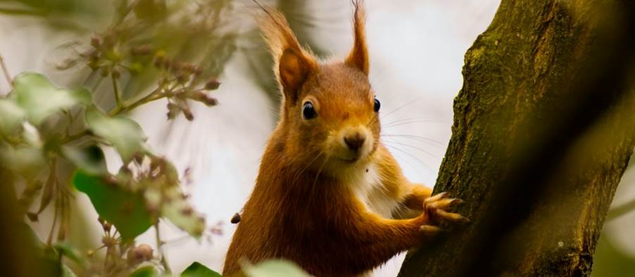 brown squirrel on tree branch